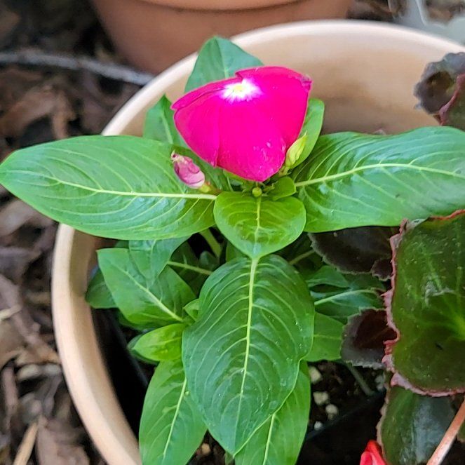 Photo of the plant species Periwinkles by @eggrolllz named Rihanna on Greg, the plant care app