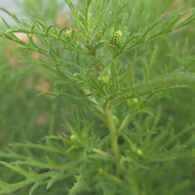 Photo of the plant species Annual Ragweed by @HipDracopis92 named Messi on Greg, the plant care app