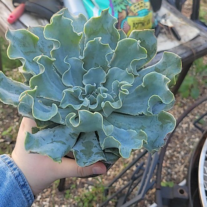 Photo of the plant species Echeveria 'Blue Frills' by @UpbeatGollum14 named Emerson on Greg, the plant care app