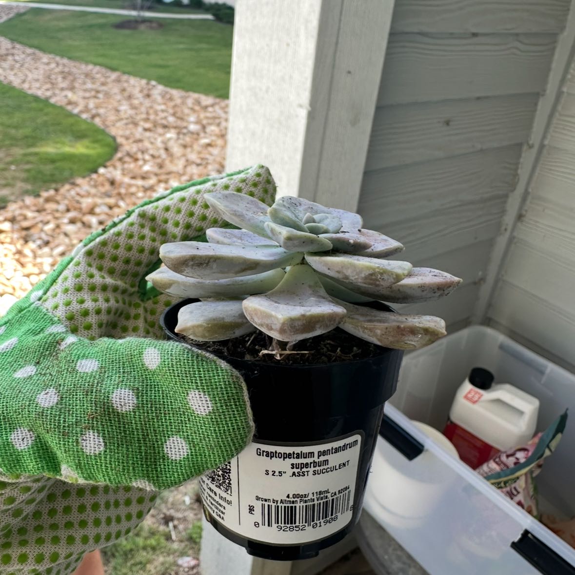 Photo of the plant species Graptopetalum pentandrum 'Superbum' by @SacredMedeola named Keanu Leaves on Greg, the plant care app