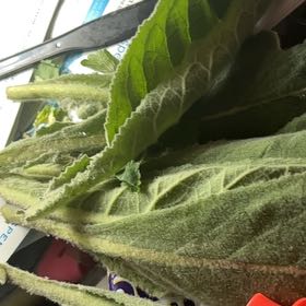 Photo of the plant species Buffalo Gourd by @TotallyPomelo30 named Sol on Greg, the plant care app