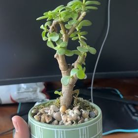 Photo of the plant species Bonsai by @ZestfulWychelm9 named Kylie on Greg, the plant care app
