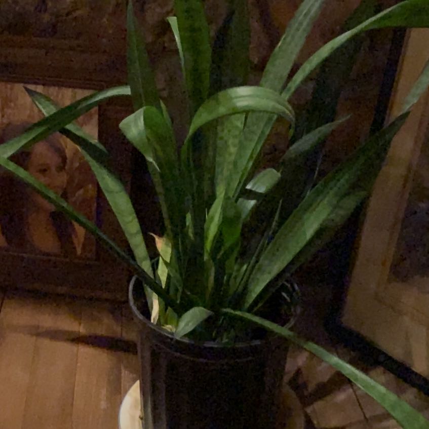 Photo of the plant species Long Strap Fern by @VividMaitake77 named Duke on Greg, the plant care app