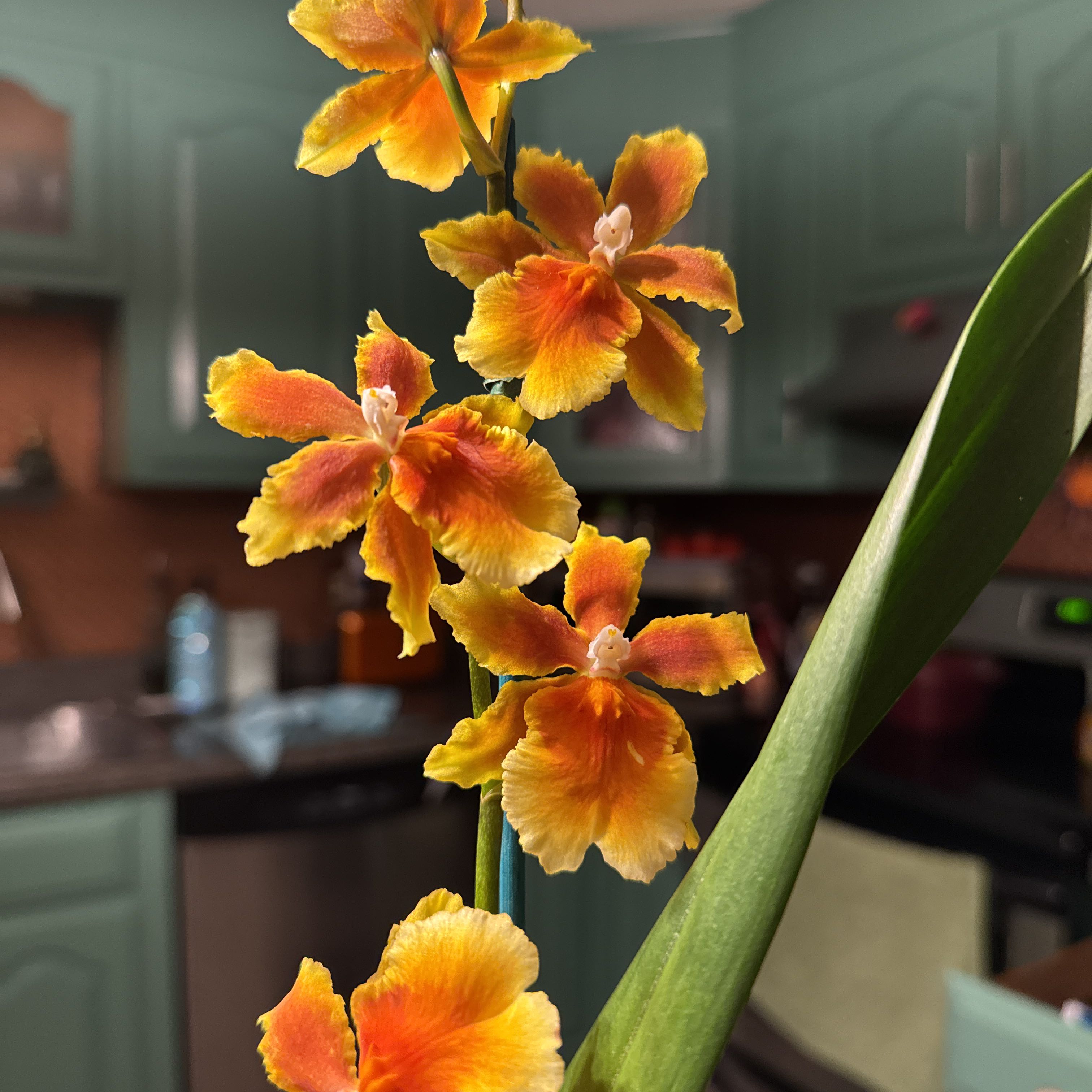 Photo of the plant species Samba by @CuriousMizuna named Sunshine on Greg, the plant care app