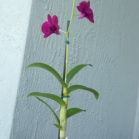 Photo of the plant species Dendrobium Hybrid by @ColossalBeans5 named Sonara on Greg, the plant care app