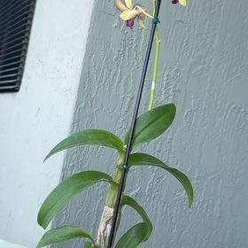 Photo of the plant species Dendrobium Hybrid by @ColossalBeans5 named Billie on Greg, the plant care app