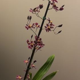 Photo of the plant species Tariflor Lady by @ColossalBeans5 named Wildflower on Greg, the plant care app