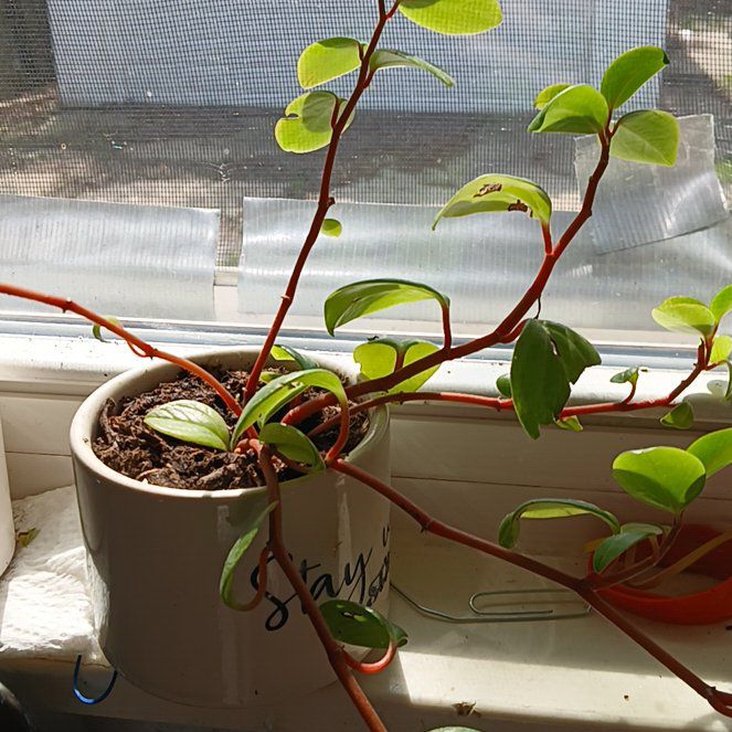 Photo of the plant species Cypress Peperomia by @CalmTutu72 named Miley on Greg, the plant care app