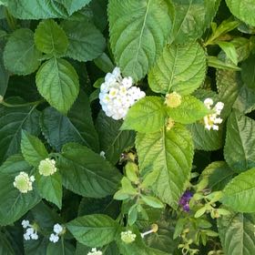 Photo of the plant species Velvet Shrubverbena by @HealthyAcajou59 named Gates on Greg, the plant care app