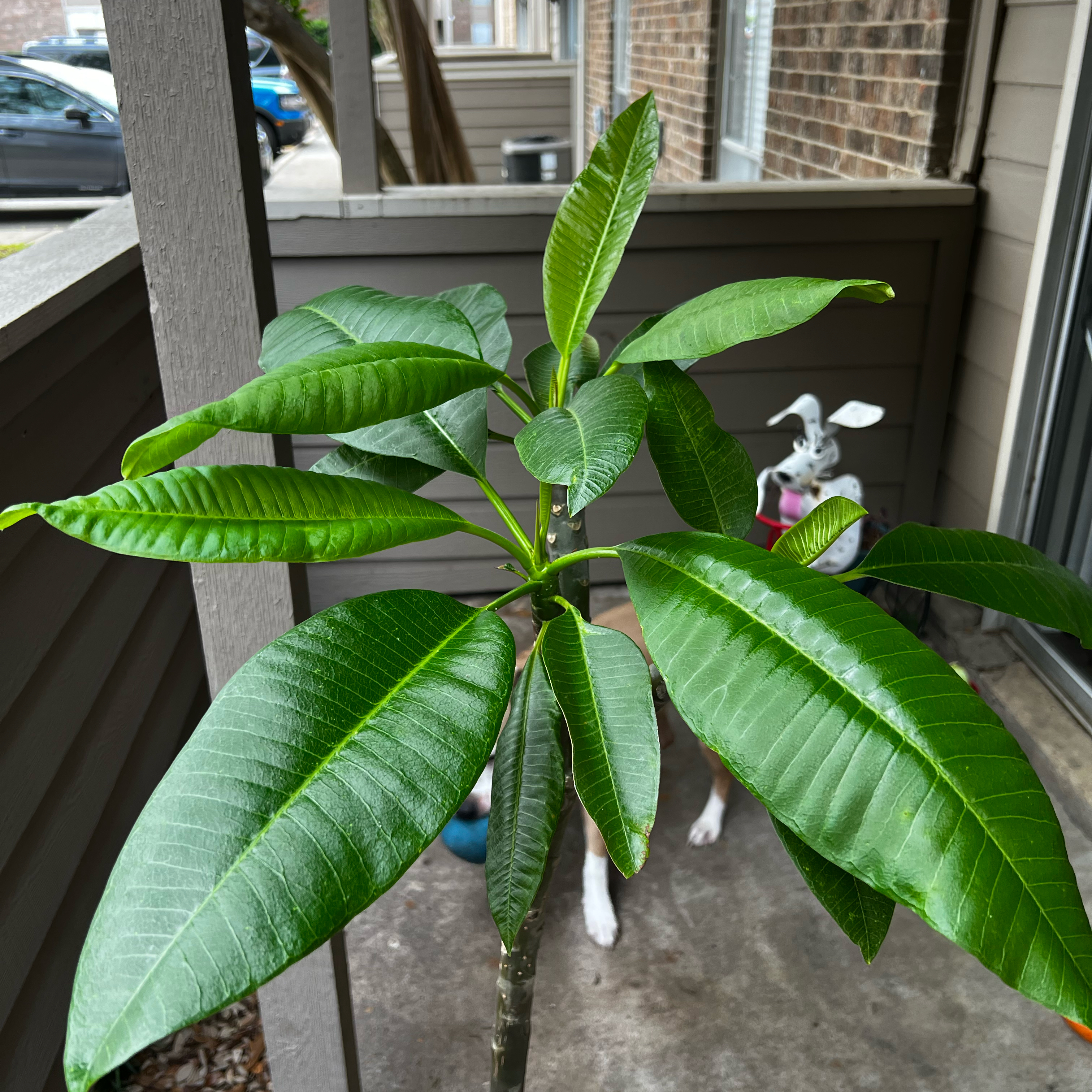 Planty