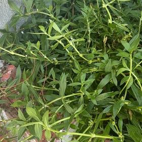 Photo of the plant species Virginia Buttonweed by @RootedIrishmoss named Nemo on Greg, the plant care app