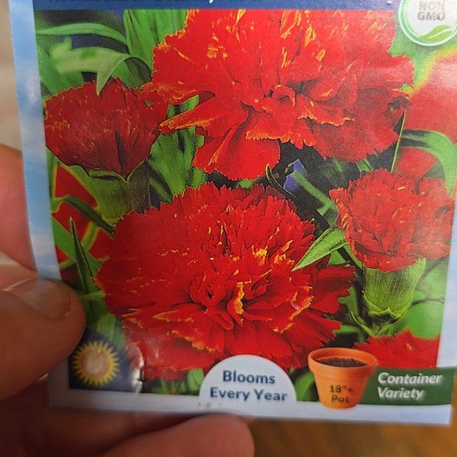 Photo of the plant species Chabaud Giant Carnation by @PoshRedmulberry named Harper on Greg, the plant care app