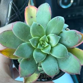 Photo of the plant species Aeonium percarneum 'Kiwi' by @CalmLychee63 named Star on Greg, the plant care app