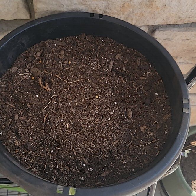 Photo of the plant species Bleeding Heart by @embryiandavis named Luna on Greg, the plant care app