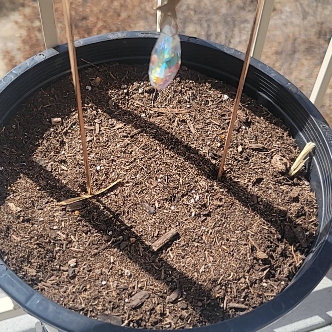 Photo of the plant species Red Dahlia by @embryiandavis named Rosa on Greg, the plant care app