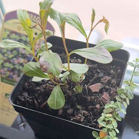 Photo of the plant species Ceratostigma 'My Love' by @BetterBibi47 named Sarang on Greg, the plant care app