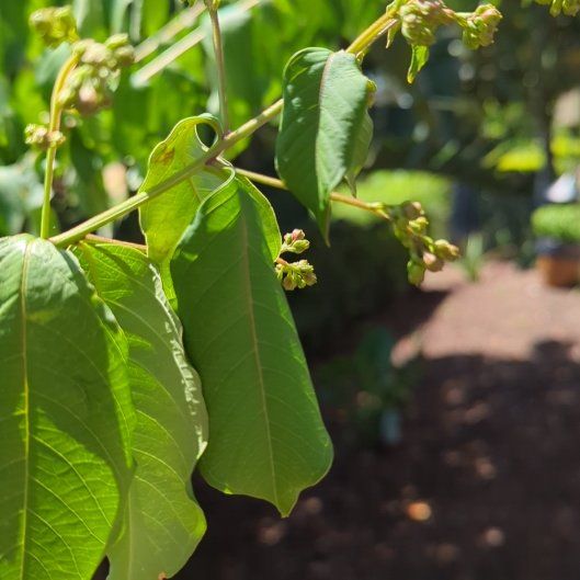 Photo of the plant species Gumbo-Limbo by @RechercheTaro88 named Elina on Greg, the plant care app