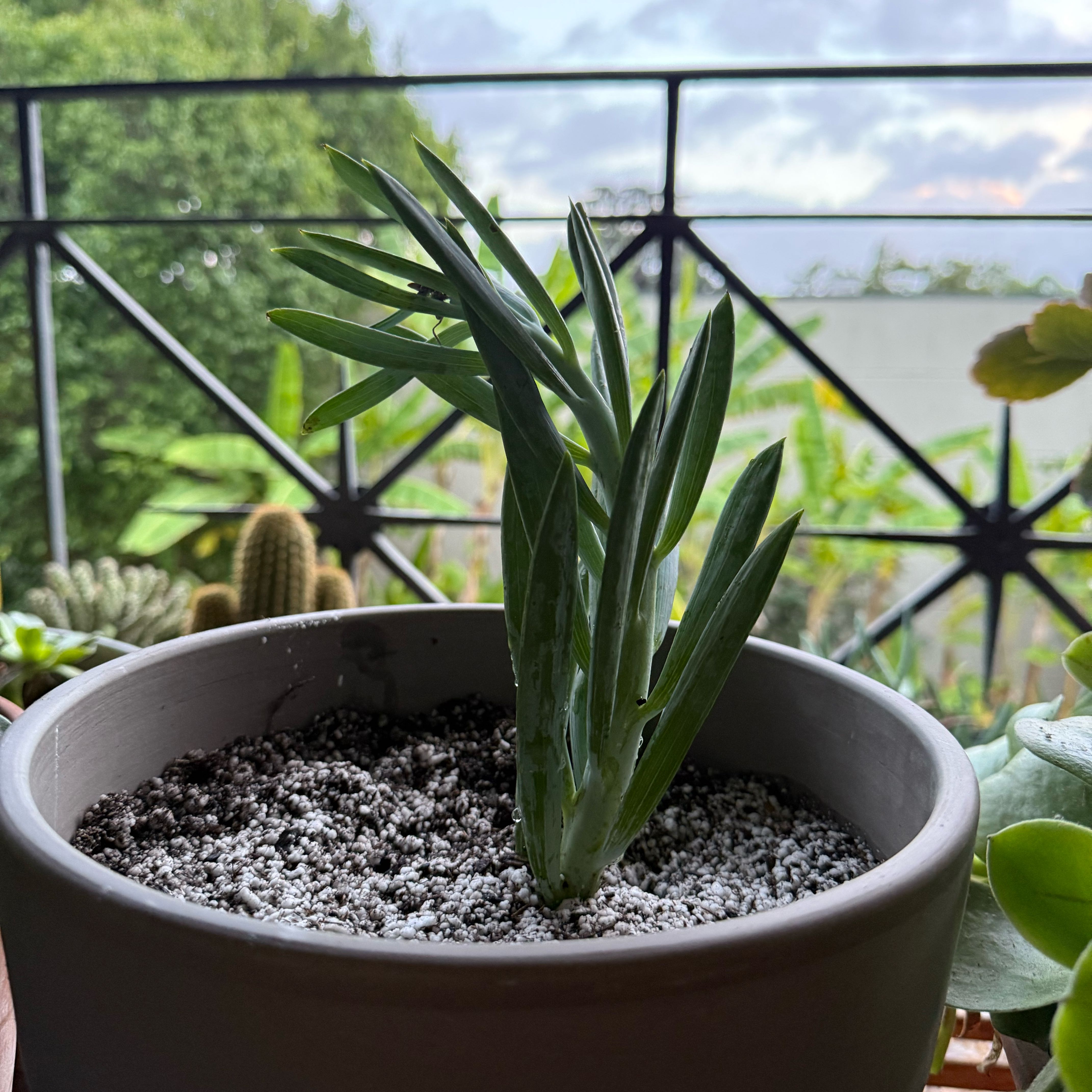 Photo of the plant species Skyscraper Senecio by @Workinprogress named Sproutacus on Greg, the plant care app