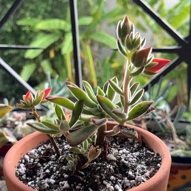 Photo of the plant species Ruby Slippers Echeveria by @Workinprogress named Scarlett on Greg, the plant care app
