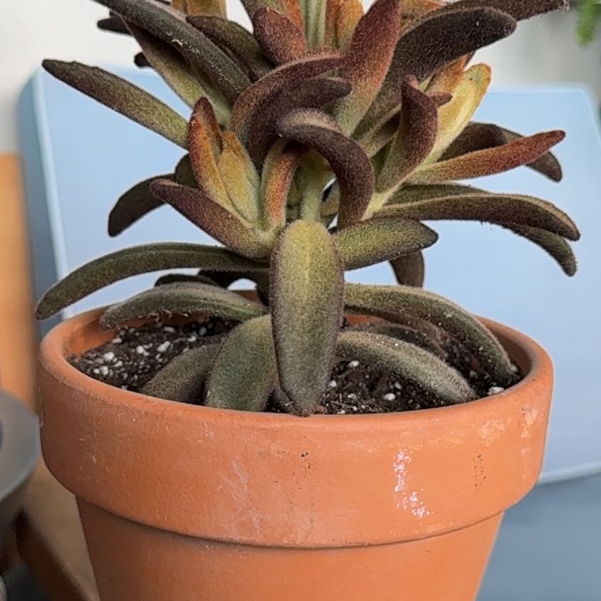 Photo of the plant species Chocolate Soldier Panda Plant by @Workinprogress named G.R. Delli on Greg, the plant care app