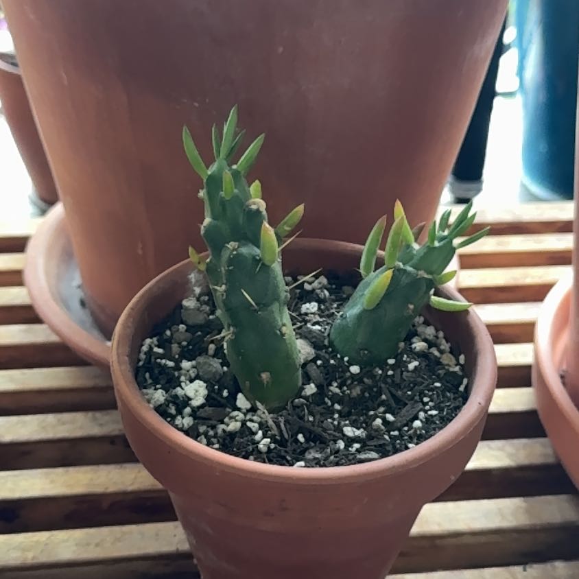 Photo of the plant species Gumby by @Workinprogress named Pokey Twins on Greg, the plant care app