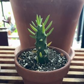 Photo of the plant species Opuntia Gumby by @Workinprogress named Lil’ Gumby on Greg, the plant care app