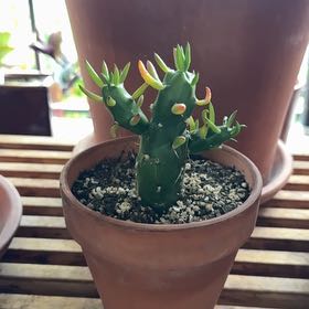 Photo of the plant species Opuntia Gumby by @Workinprogress named Gumby Dammit on Greg, the plant care app