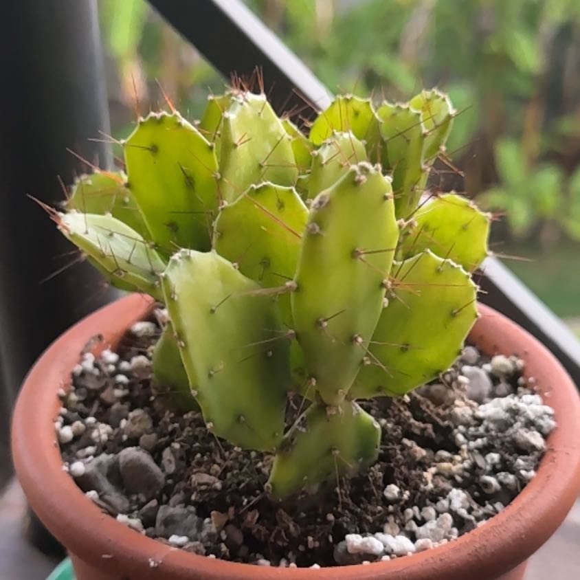 Photo of the plant species Argentine Opuntia by @Workinprogress named Frankie on Greg, the plant care app