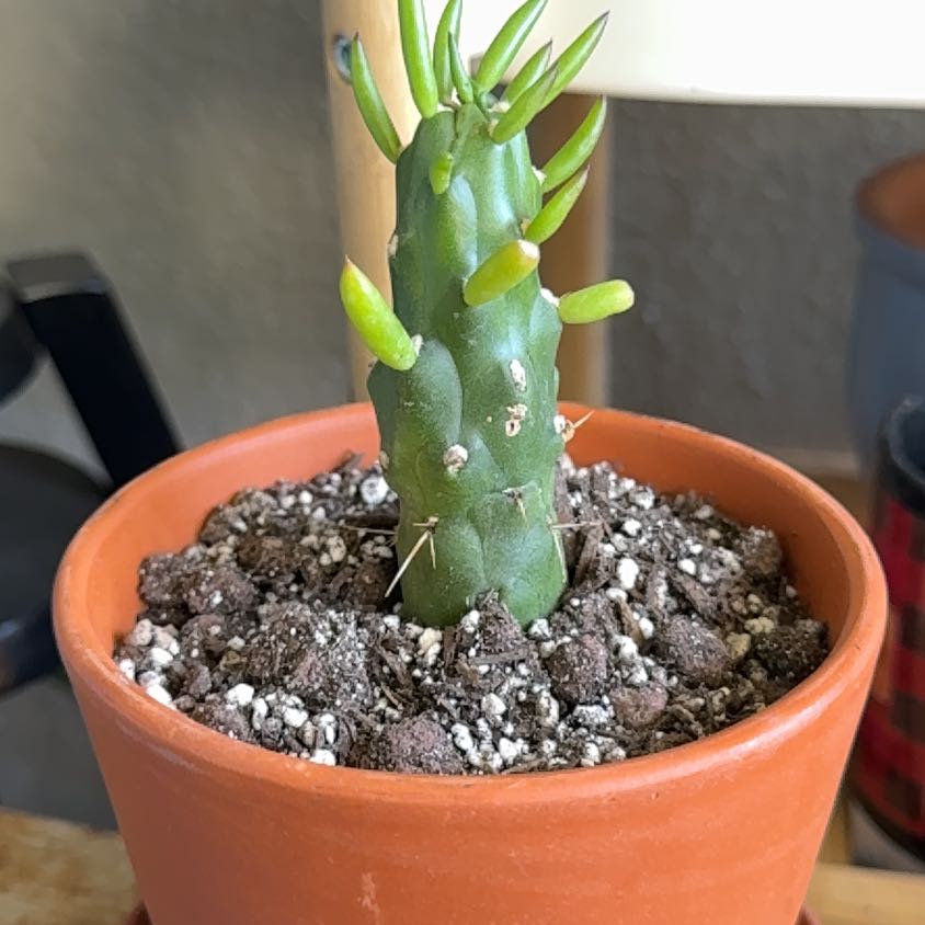 Photo of the plant species Gumby by @Workinprogress named Pickle on Greg, the plant care app