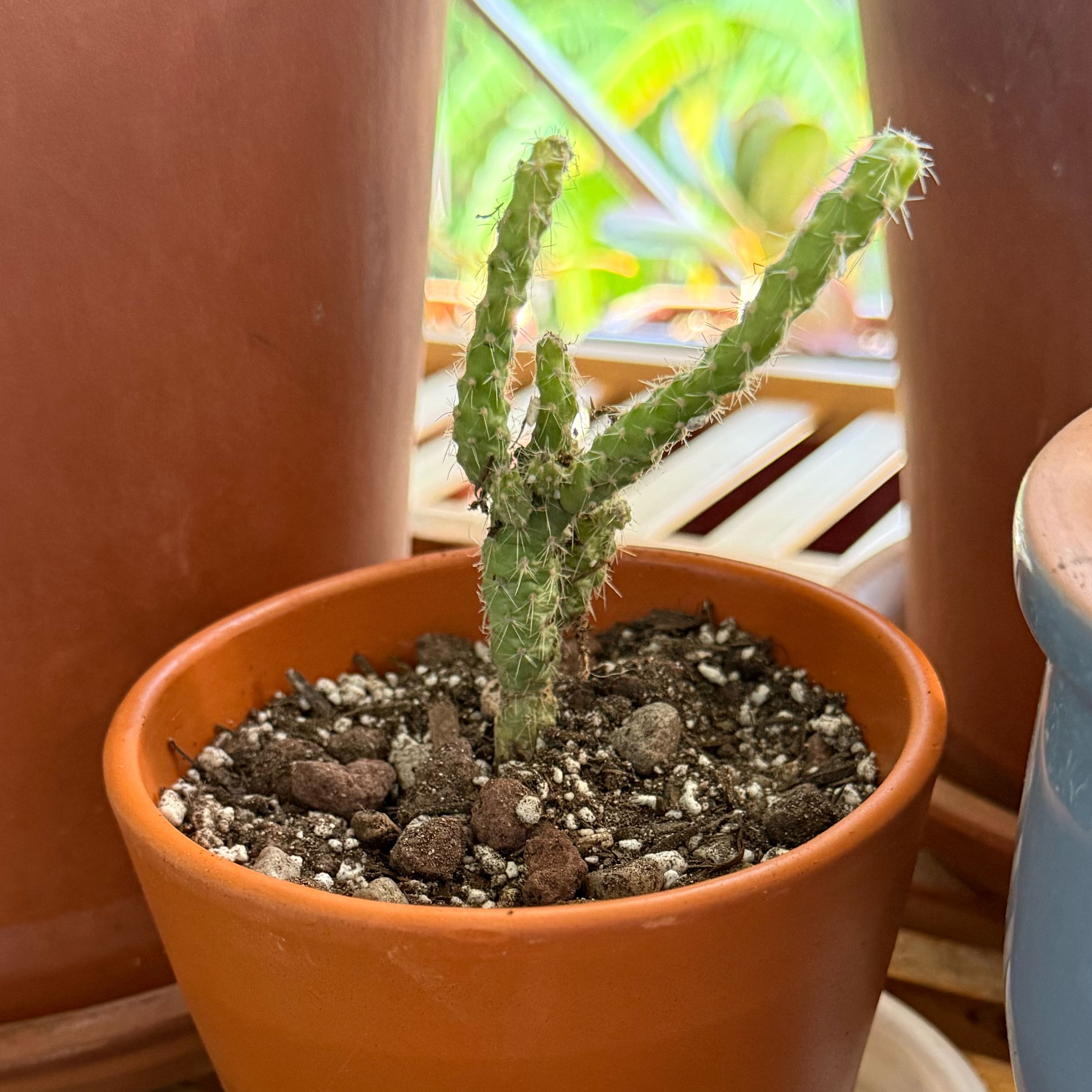 Photo of the plant species Whipple Cholla by @Workinprogress named Mr Whipple on Greg, the plant care app