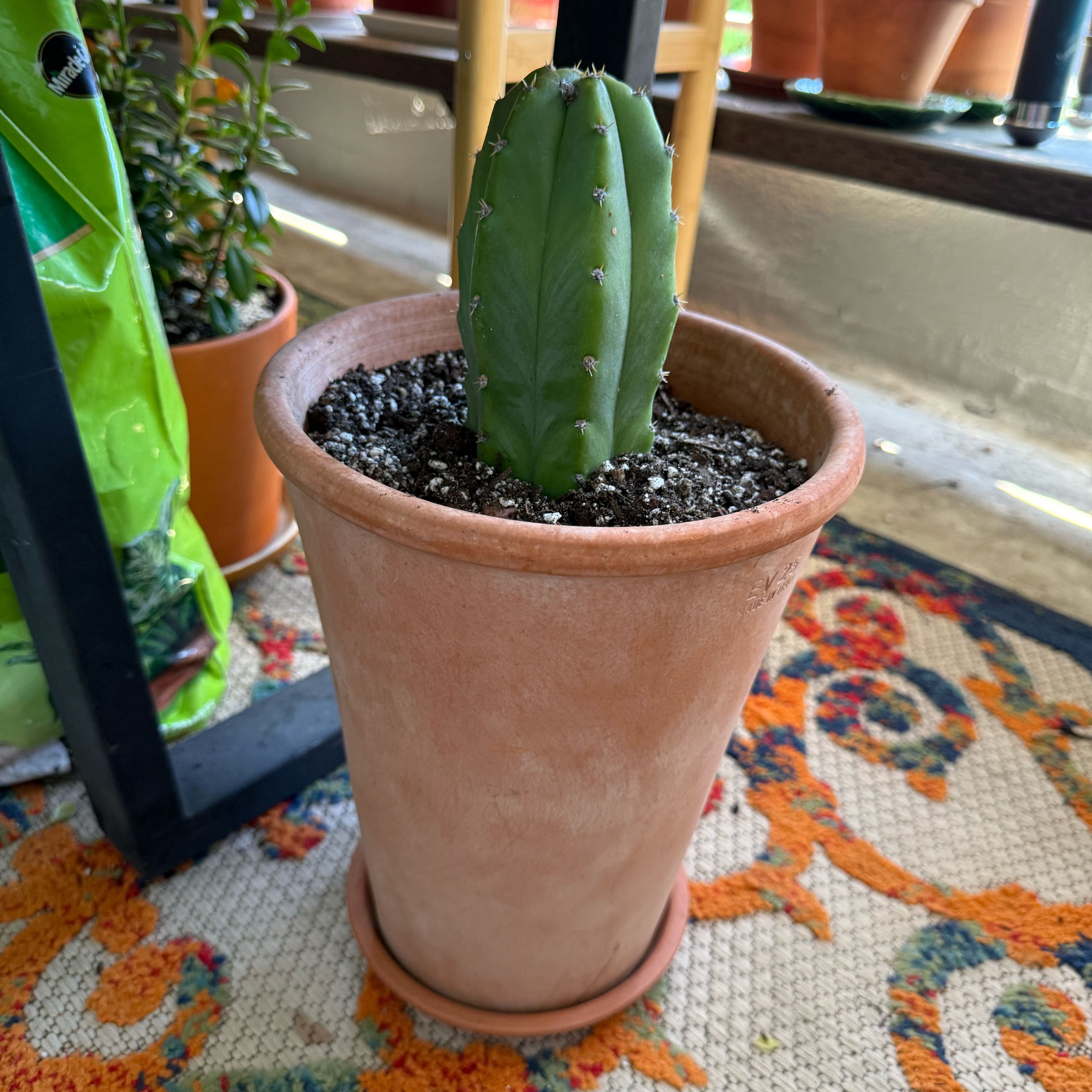 Photo of the plant species San Pedro by @Workinprogress named Pedro on Greg, the plant care app
