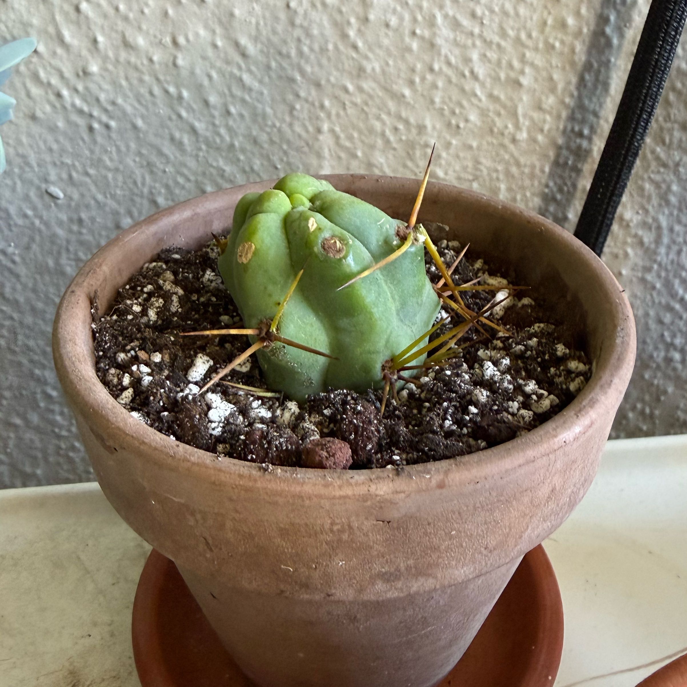 Photo of the plant species Penis cactus by @Workinprogress named Sage on Greg, the plant care app