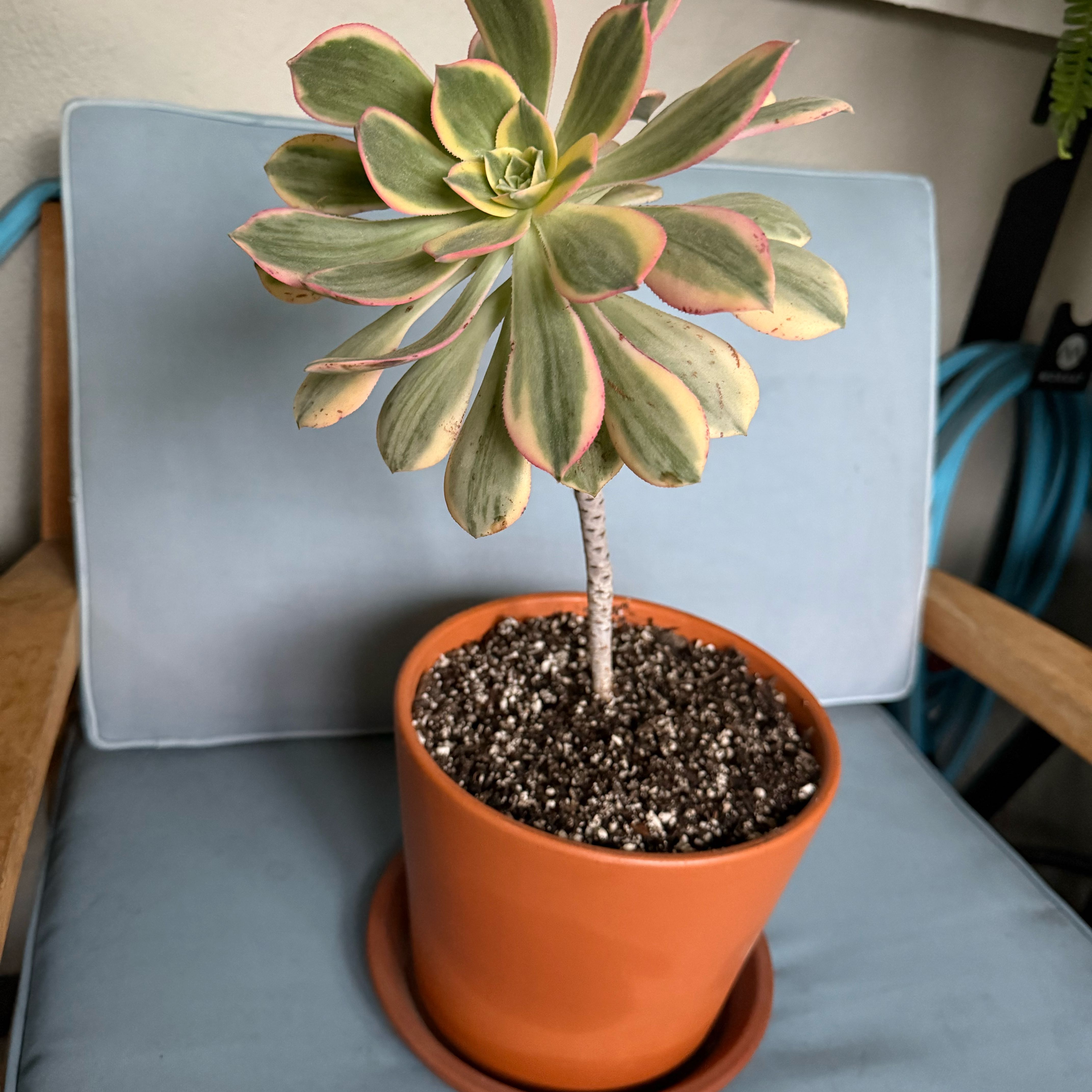 Photo of the plant species Aeonium 'Sunburst' by @Workinprogress named Sunny on Greg, the plant care app