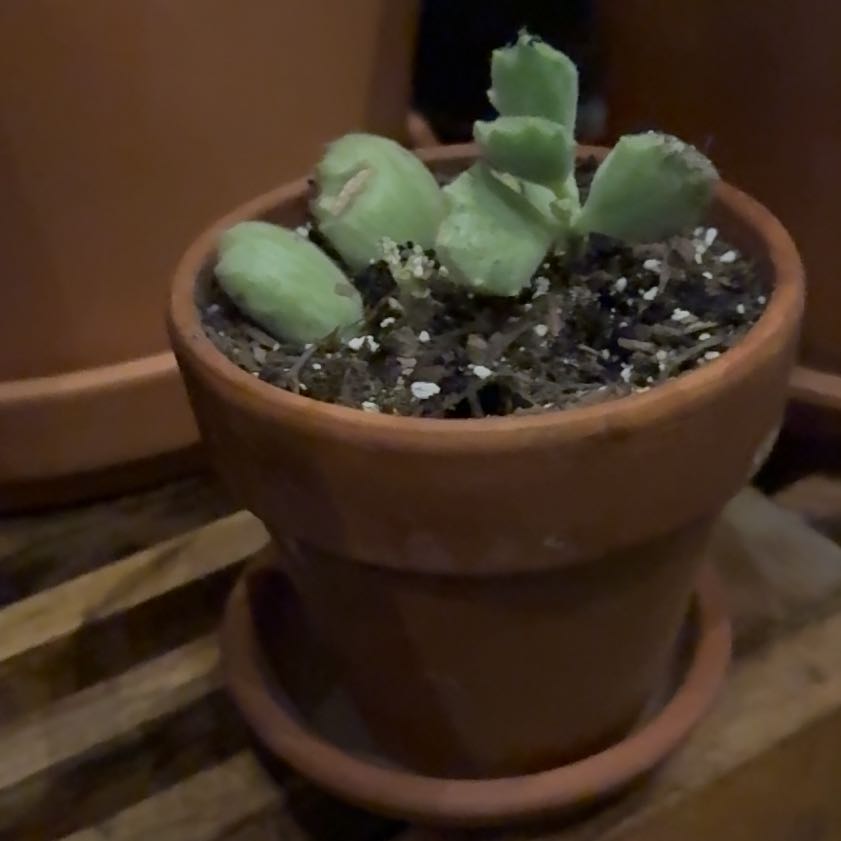 Photo of the plant species Cotyledon ladismithiensis 'Variegata' by @Workinprogress named Cody on Greg, the plant care app