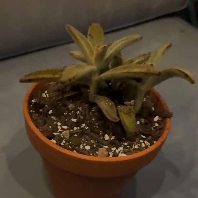Photo of the plant species Golden Girl Panda Plant by @Workinprogress named Blanche on Greg, the plant care app