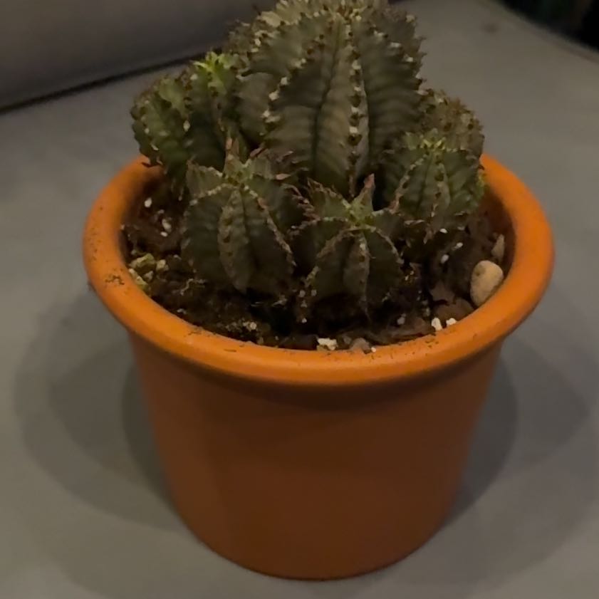 Photo of the plant species African Milk Barrel by @Workinprogress named DQ on Greg, the plant care app