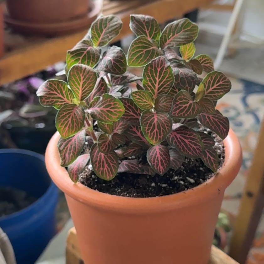 Photo of the plant species Fittonia by @Workinprogress named Girlfrond on Greg, the plant care app