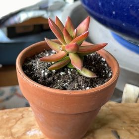 Photo of the plant species Sedum 'Firestorm' by @Workinprogress named Gaga on Greg, the plant care app