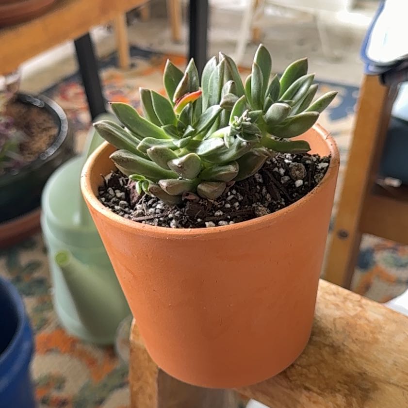 Photo of the plant species Graptoveria 'April Dawn' by @Workinprogress named Kylie on Greg, the plant care app