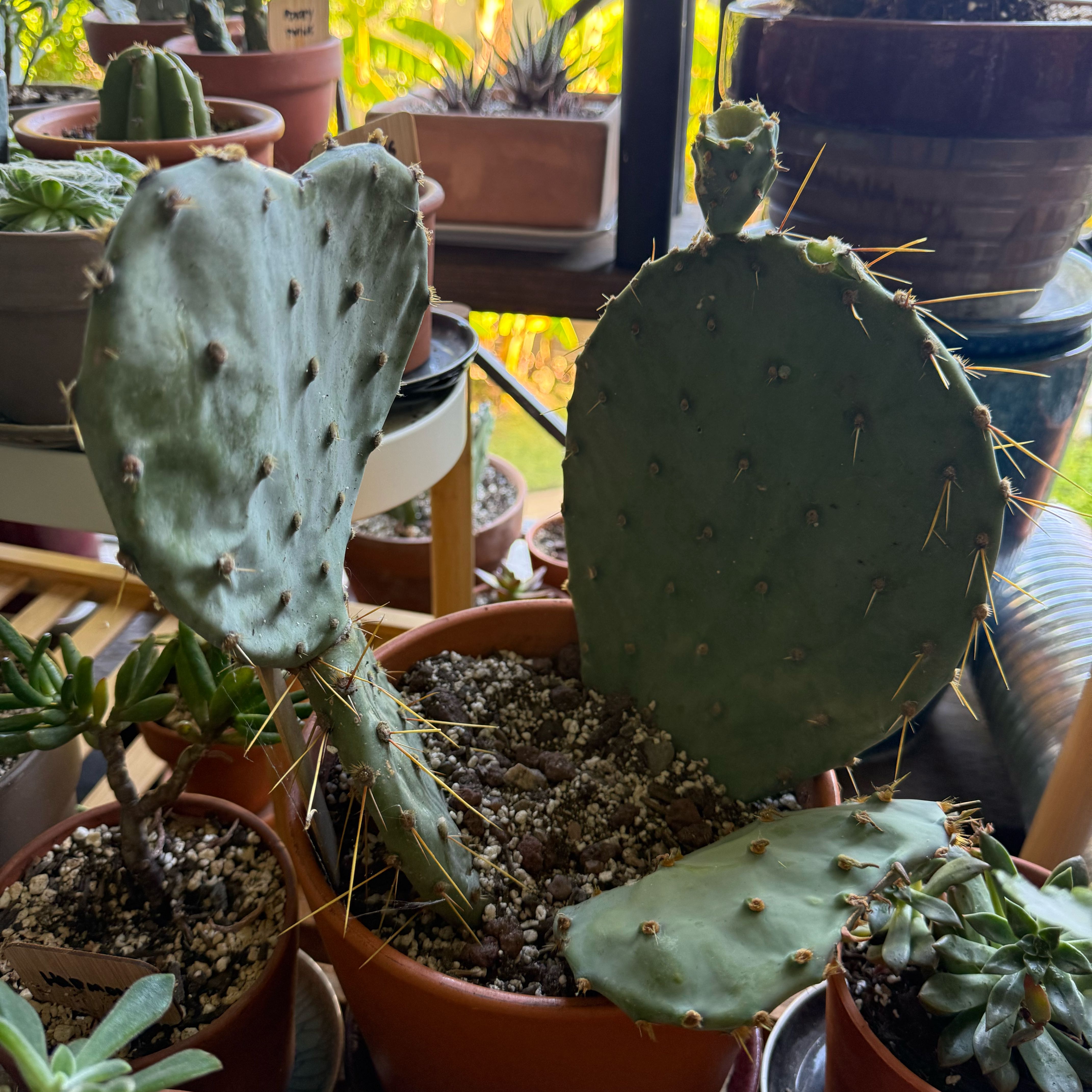 Photo of the plant species Brownspine Prickly Pear by @Workinprogress named Kokopelli on Greg, the plant care app