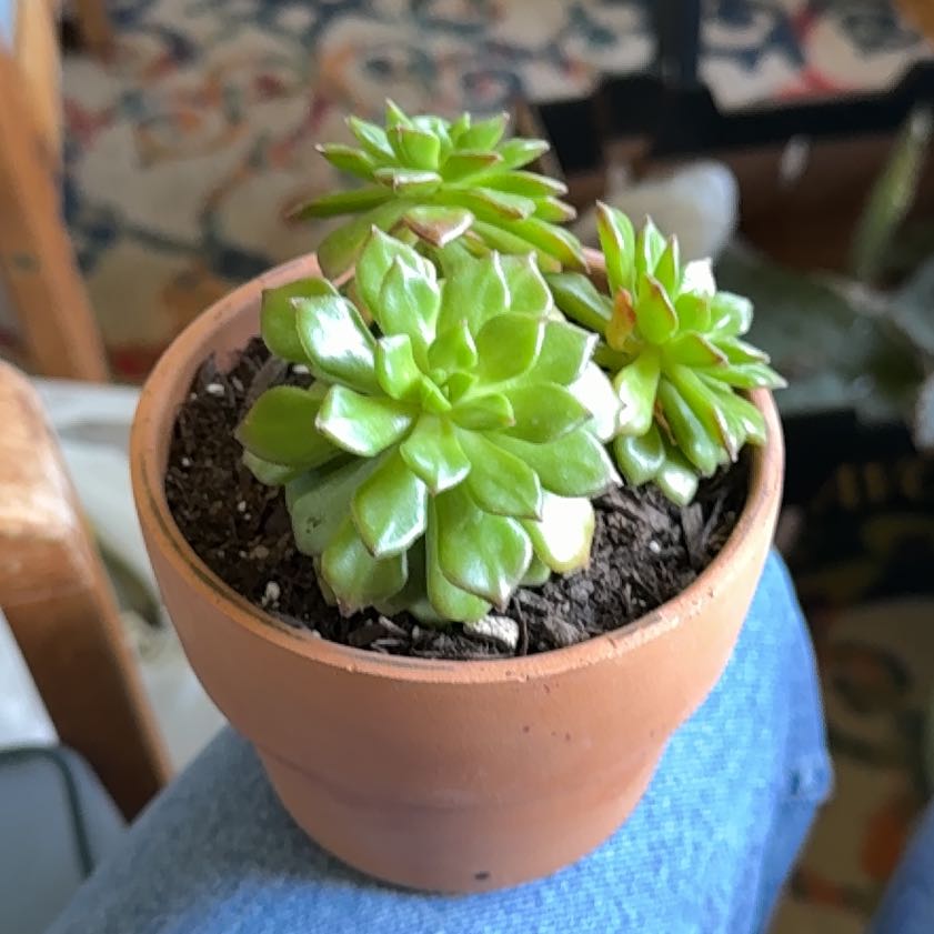 Photo of the plant species Sedeveria 'Letizia' by @Workinprogress named Letizia on Greg, the plant care app
