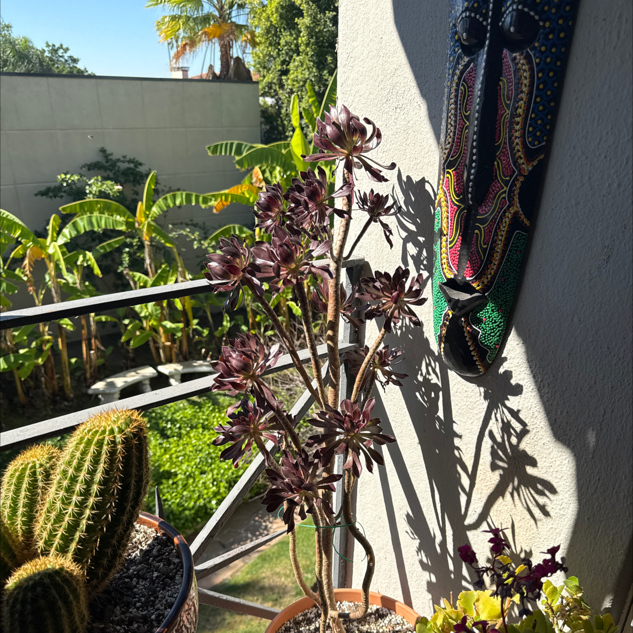 Photo of the plant species Aeonium 'Zwartkop' Black Rose by @Workinprogress named General Zwartkop on Greg, the plant care app