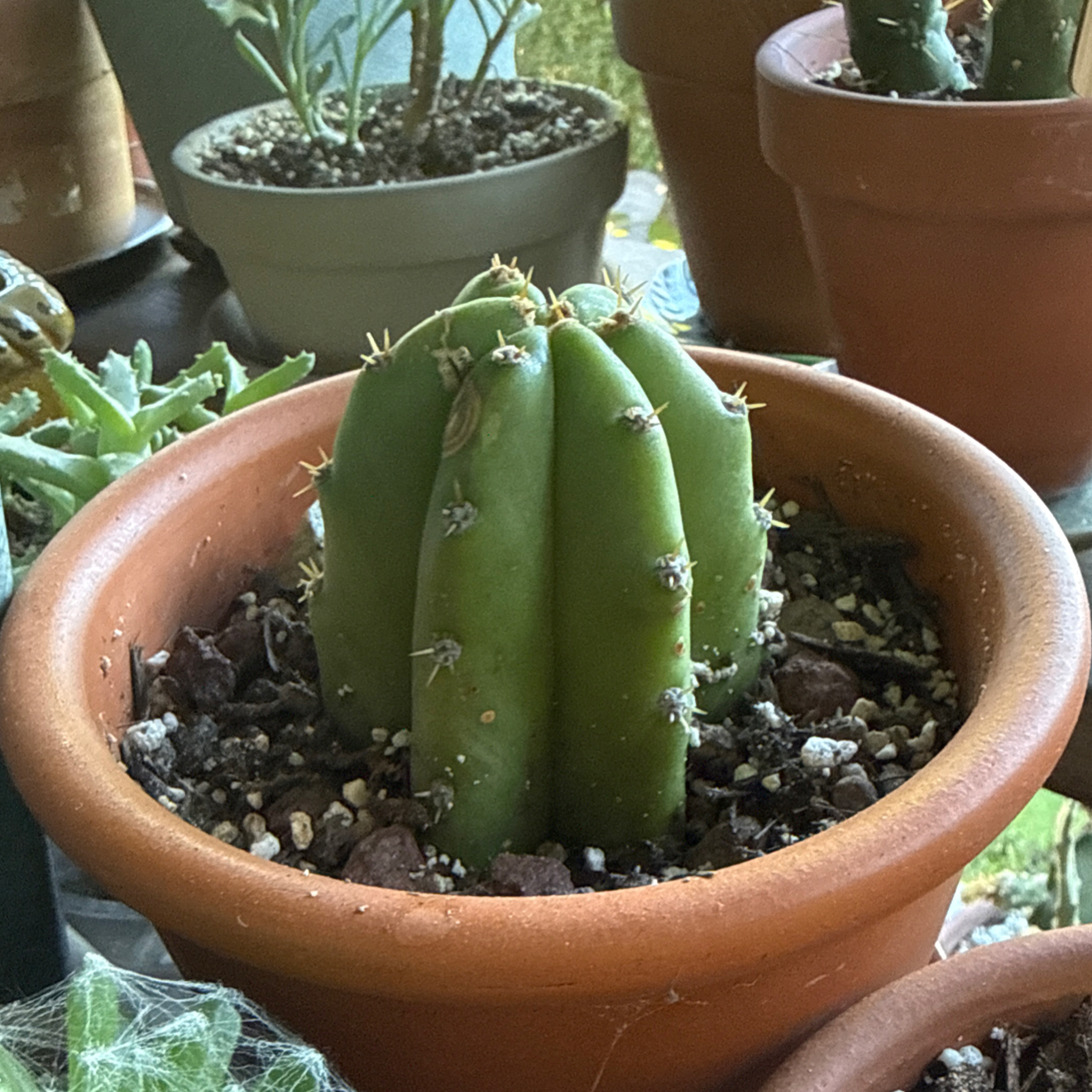 Photo of the plant species San Pedro by @Workinprogress named Pedro on Greg, the plant care app