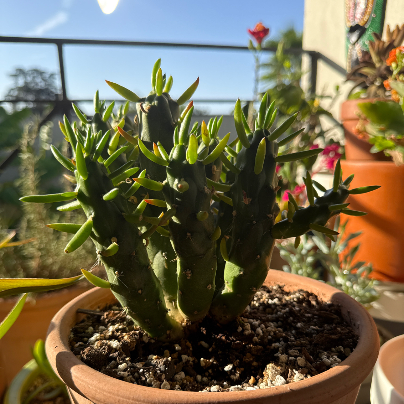 Photo of the plant species Opuntia Gumby by @Workinprogress named Pokey on Greg, the plant care app