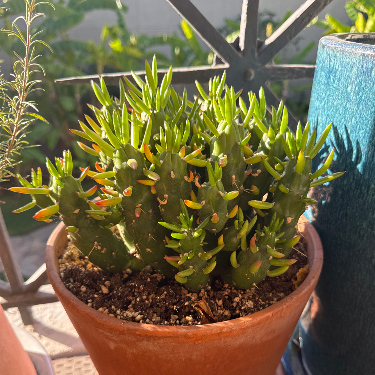 Photo of the plant species Gumby by @Workinprogress named Gumby on Greg, the plant care app