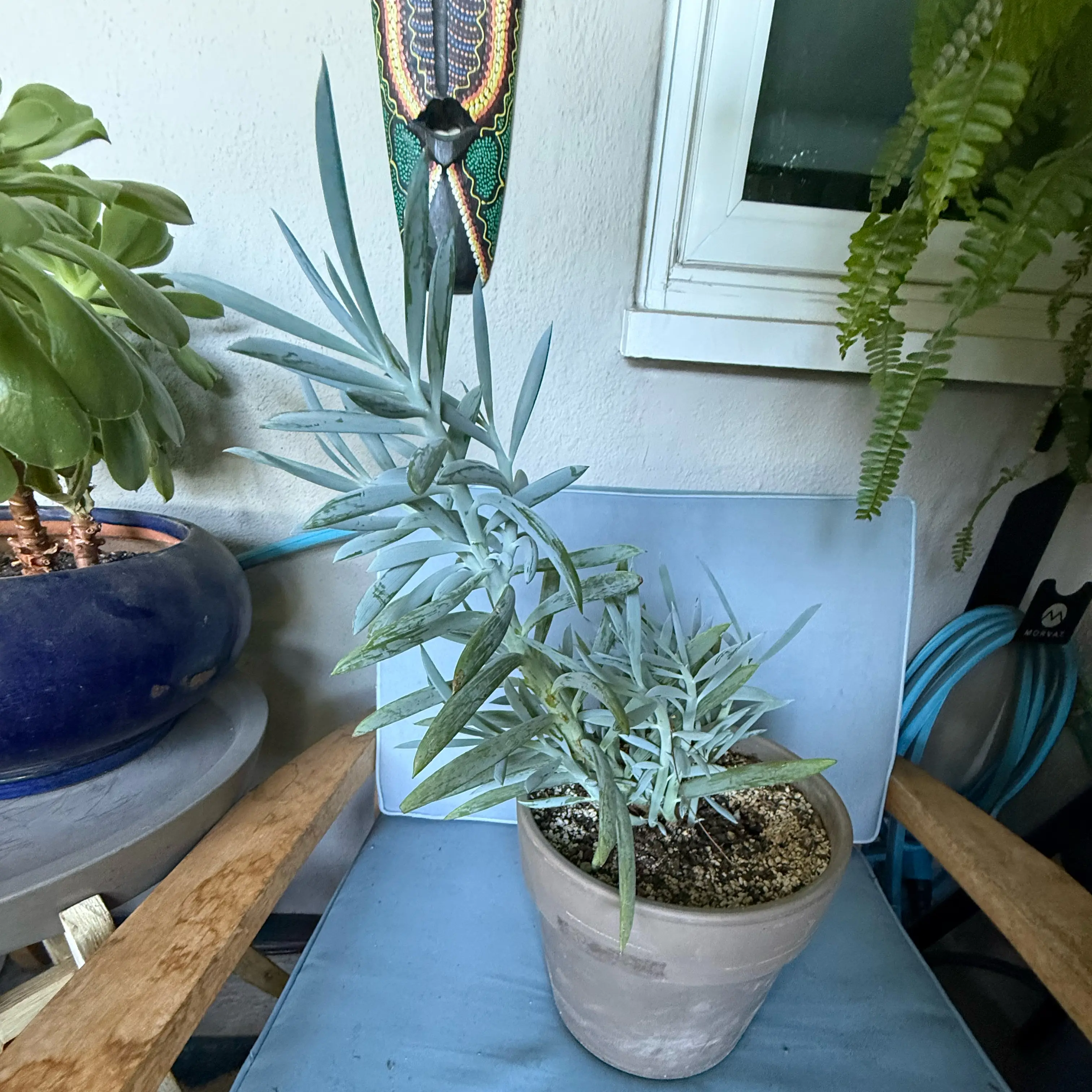 Photo of the plant species Skyscraper Senecio by @Workinprogress named Sproutacus on Greg, the plant care app