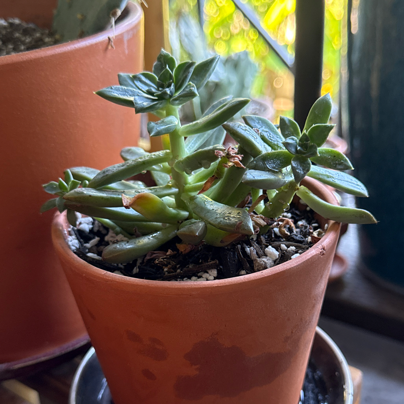 Photo of the plant species Graptoveria 'April Dawn' by @Workinprogress named Kylie on Greg, the plant care app