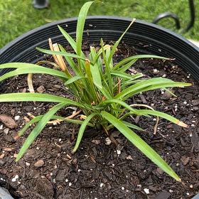 Photo of the plant species Dwarf Lily of the Nile by @GratefulFord58 named Sproutacus on Greg, the plant care app