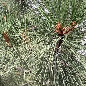 Photo of the plant species Torrey Pine by @GratefulFord58 named Diana on Greg, the plant care app