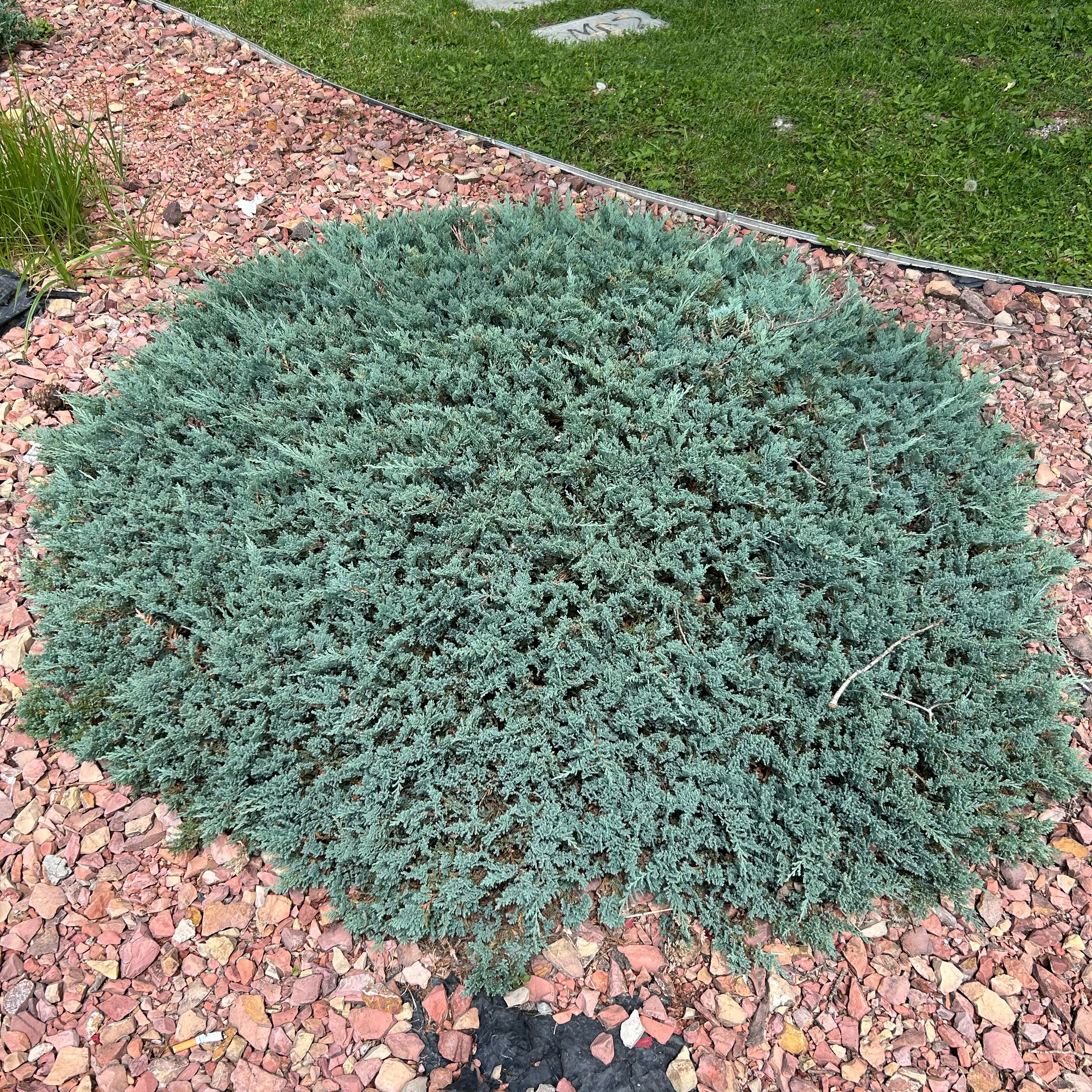 Photo of the plant species Blue Weed by @GratefulFord58 named Aria on Greg, the plant care app